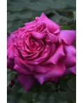 Троянда чайно-гібридна ‘Юріанда’|Hybrid tea rose ‘Juryanda’|Роза чайно-гибридная ’Юрианда’